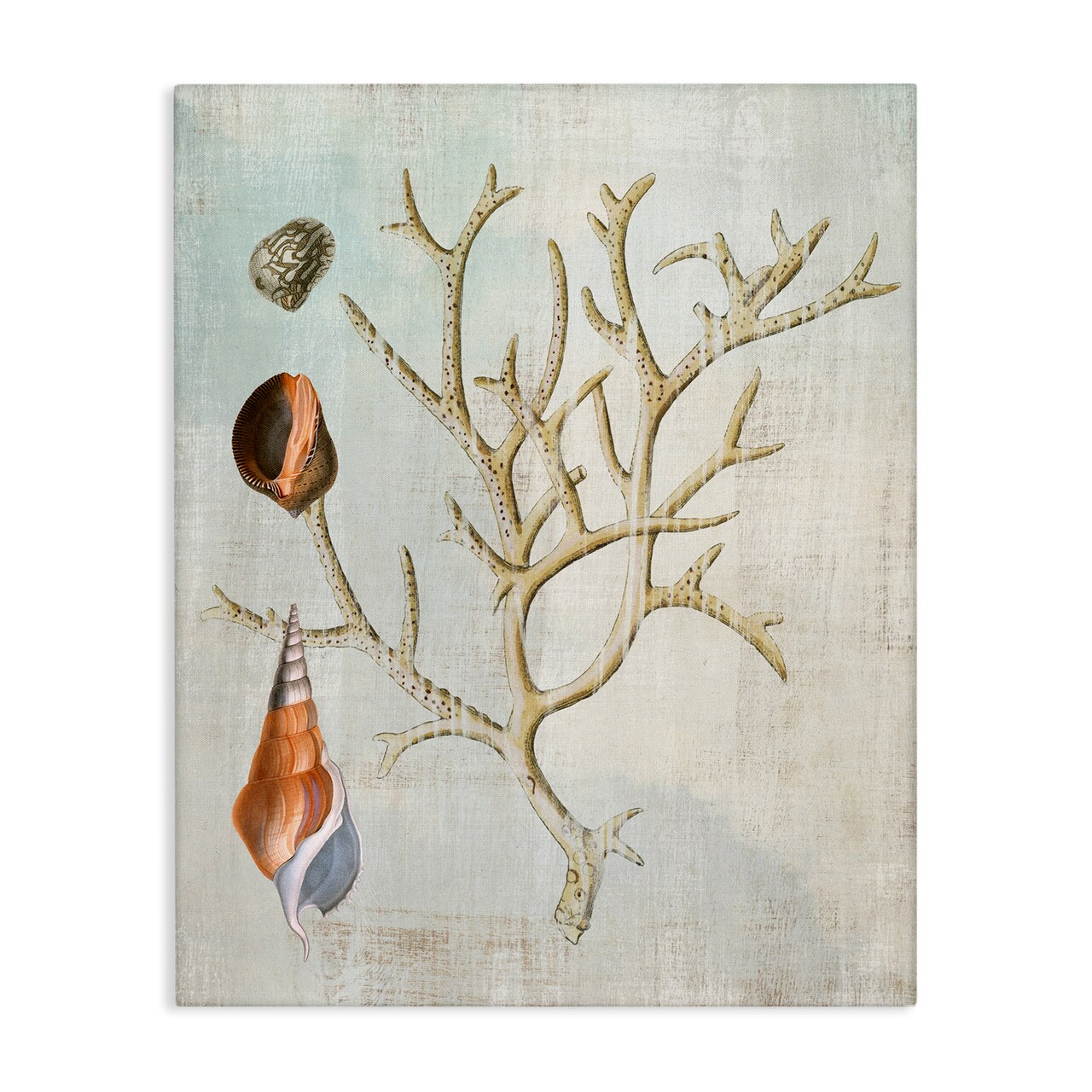 Stupell Industries Seashells and Coral Branch Canvas Design by Susan Arnot
